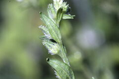 Lithospermum officinale
