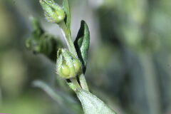 Lithospermum officinale