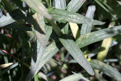 Lithospermum officinale