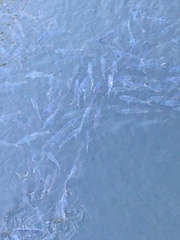 Alosa pseudoharengus