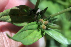 Lithospermum officinale