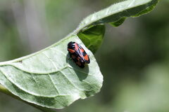 Cercopis vulnerata