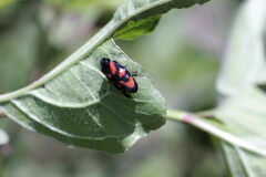 Cercopis vulnerata