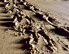 Dermochelys coriacea