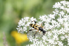 Rutpela maculata