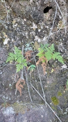 Cheilanthes leucopoda