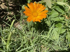 Calendula