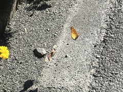 Polygonia c-aureum