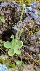 Pinguicula
