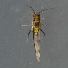 Eucallipterus