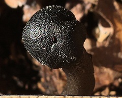 Tolypocladium longisegmentatum