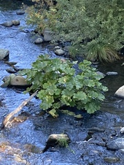 Darmera peltata
