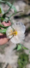 Commelina scabra