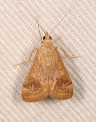 Loxostege typhonalis
