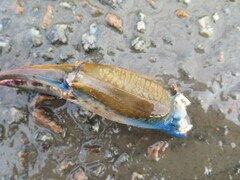 Callinectes sapidus