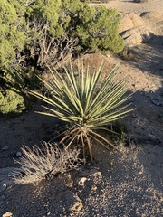 Yucca schidigera