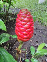 Zingiber spectabile