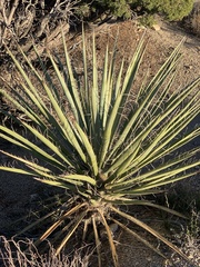 Yucca schidigera