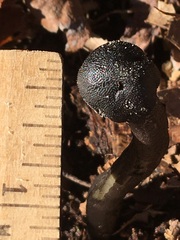 Tolypocladium longisegmentatum