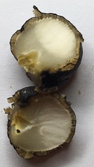 Tolypocladium longisegmentatum