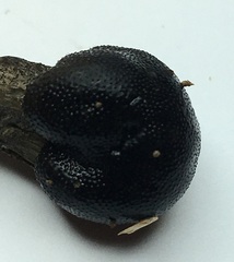 Tolypocladium longisegmentatum