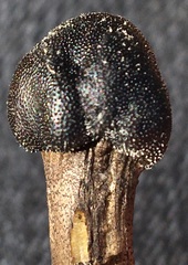 Tolypocladium longisegmentatum