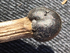 Tolypocladium longisegmentatum