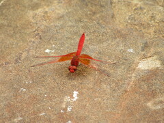 Brachythemis lacustris