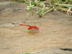 Brachythemis lacustris