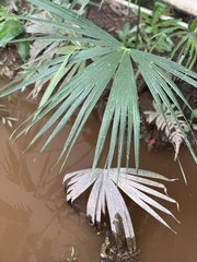 Thrinax radiata