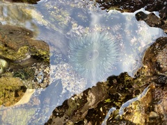 Anthopleura