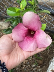 Allamanda blanchetii
