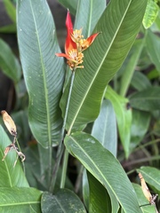 Heliconia hirsuta