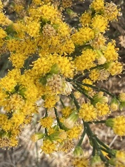 Lepidospartum squamatum