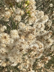 Lepidospartum squamatum