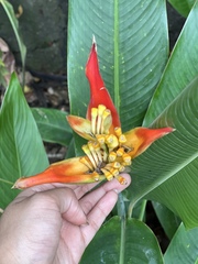 Heliconia hirsuta
