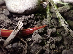 Arthurdendyus testaceus