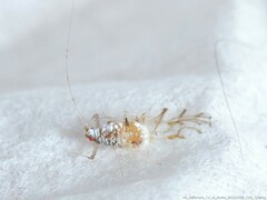 Drepanaphis keshenae