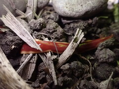 Arthurdendyus testaceus