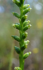 Microtis unifolia
