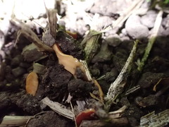 Arthurdendyus testaceus