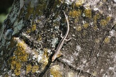 Cryptoblepharus pulcher