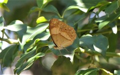 Cupha prosope