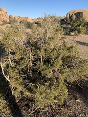 Juniperus californica