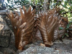 Drynaria quercifolia