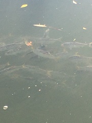 Alosa pseudoharengus