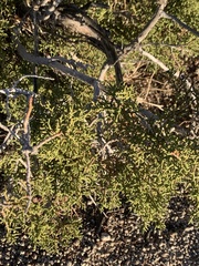 Juniperus californica