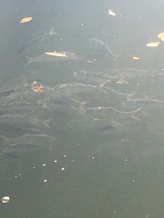 Alosa pseudoharengus