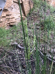 Juncus pallidus