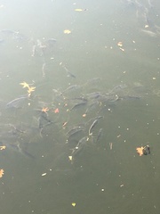 Alosa pseudoharengus